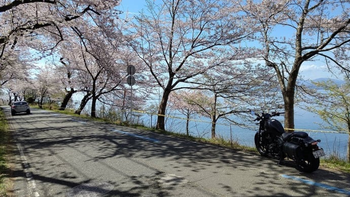 レブルで行く奥琵琶湖お花見日帰りツーリング