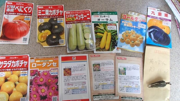 カボチャ類と花の種蒔き 25日