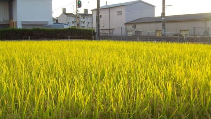 秋は夕暮れ
