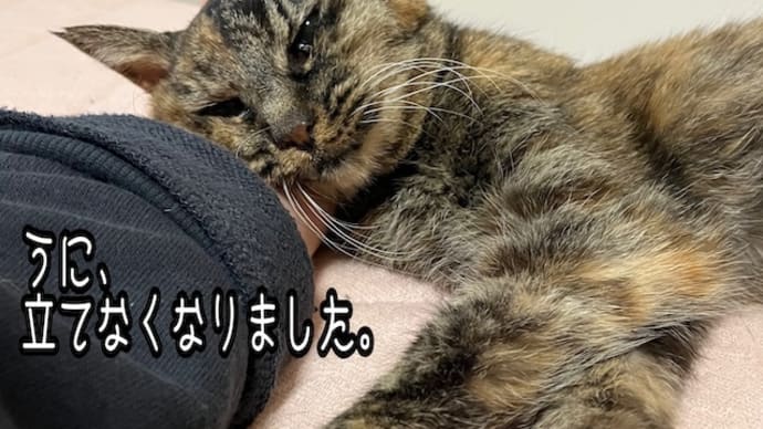 うに、立てなくなりました・・・。