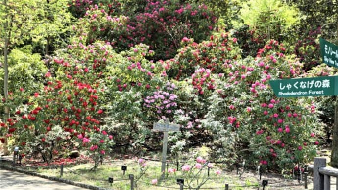 昨年よりかなり早い【東山植物園のシャクナゲの森】の開花情報