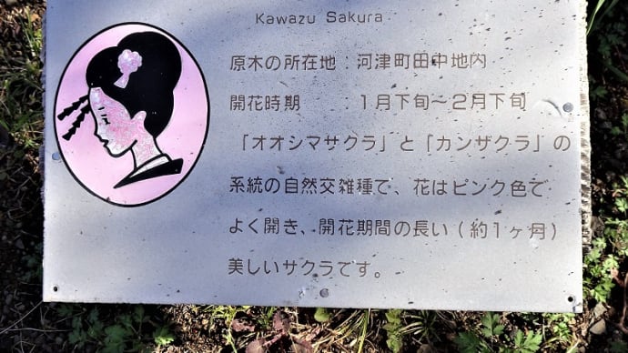 河津桜まつりは