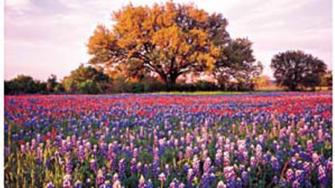 Texas Bluebonnets