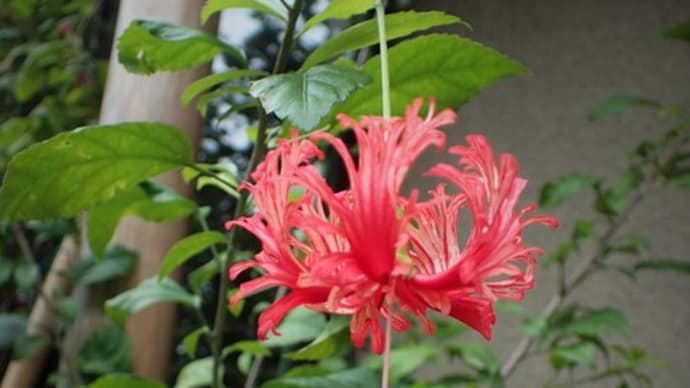 風鈴仏桑花その後 ユラユラとパラソル