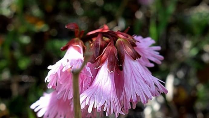 高山植物 草地や岩場に咲くイワカガミ(岩鏡)