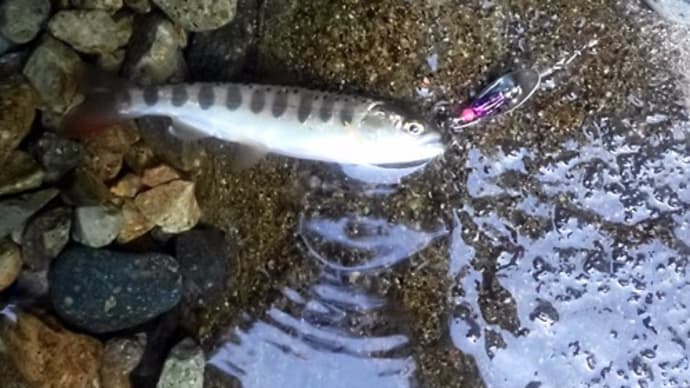 8月5日「やまめのルアー釣り」