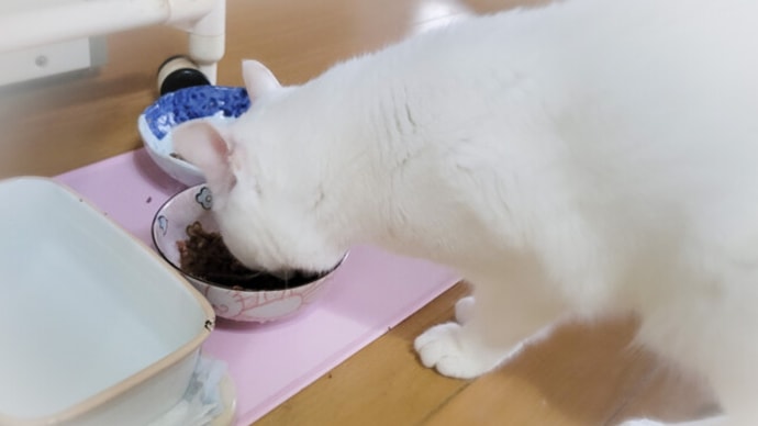 久々の猫缶