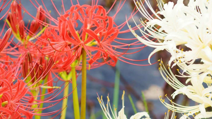 紅白の彼岸花