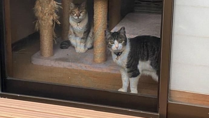松の手入れとニャンコちゃん