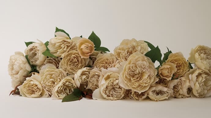 rose charlotte perriand