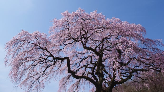 知る人ぞ知る一本桜...福島市小田の「山ノ在家の桜」は見頃を迎えていた(2024.4.7)