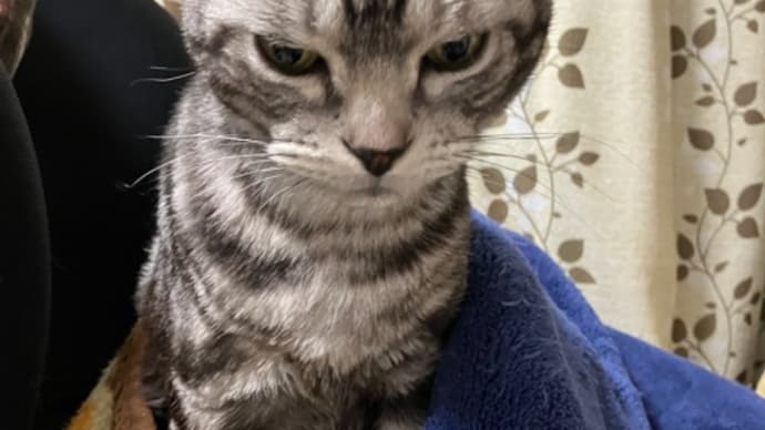 猫様の日