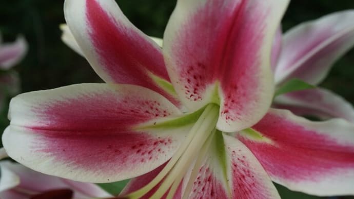 夏の花:ユリ’キャンディ・クラブ’