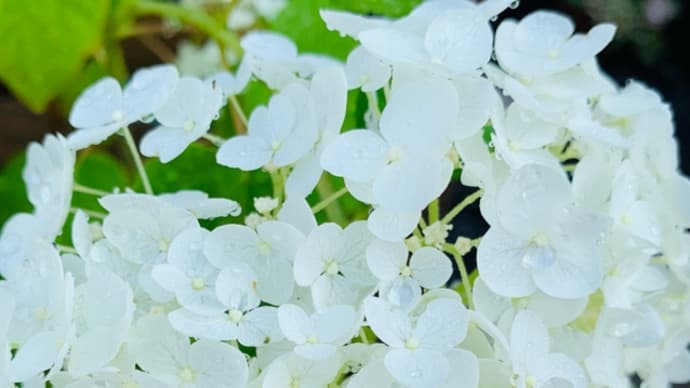紫陽花の季節