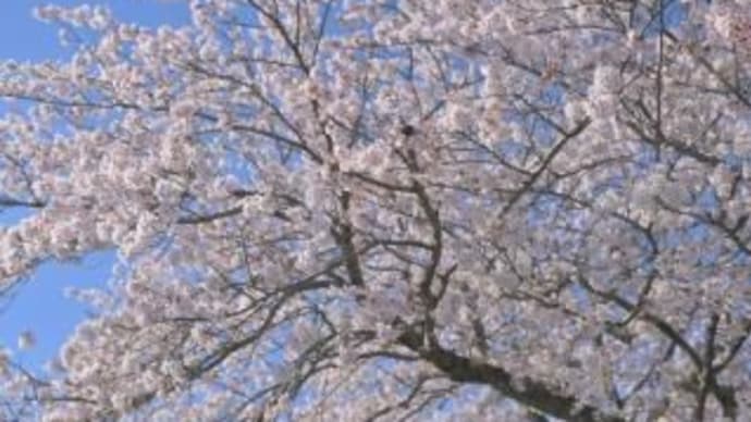 桜と天浜線、其の四