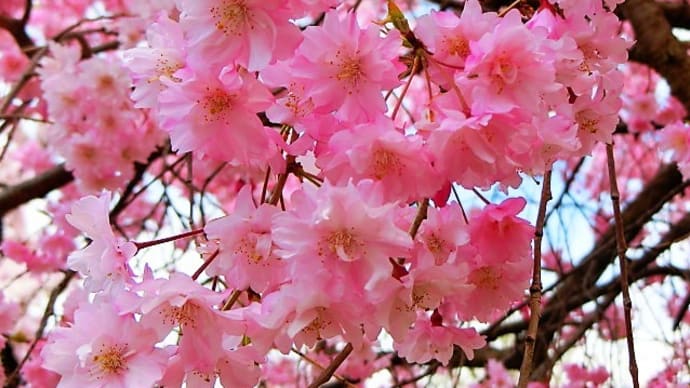 八重桜も咲いて。。