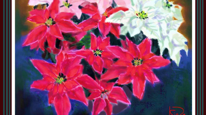 Poinsettia in different colors (Red_Pink_White) 6139／三色のポインセチア　