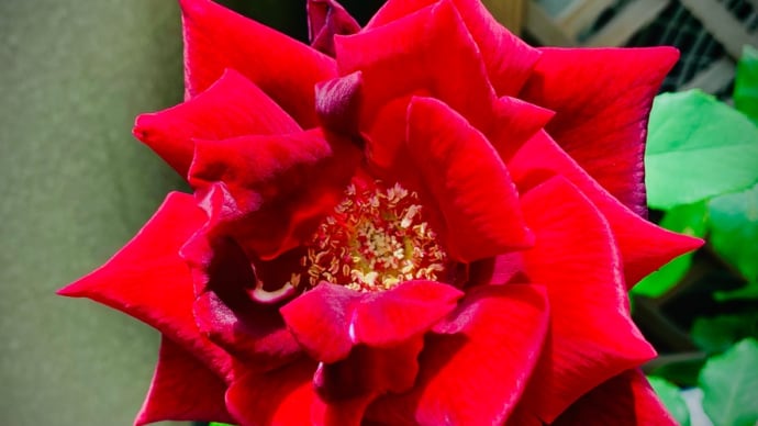 花摘み時