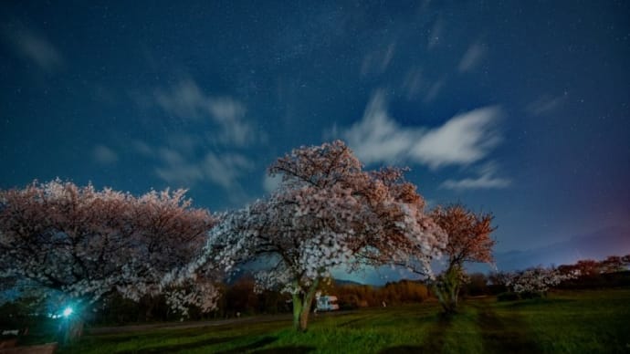 夜明け前の桜