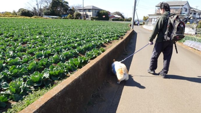 三浦海岸 河津桜と小松が池