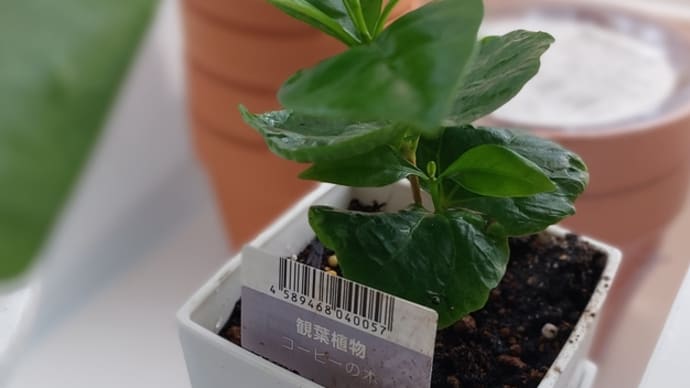ダイソーの観葉植物100円　コーヒーの木を育てる