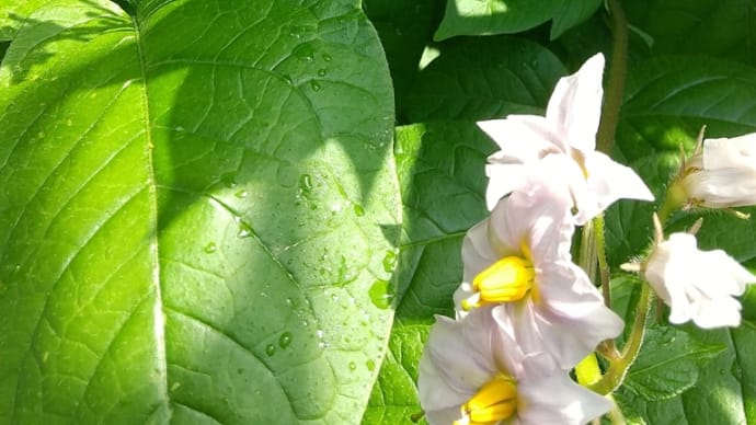 ぽろしり 開花から13日