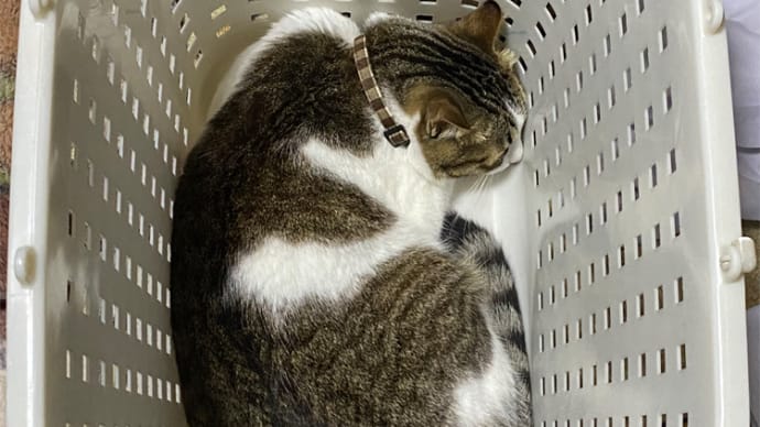 かごの中の鳥ならぬ猫
