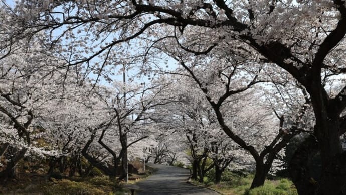 種松山西園地 桜開花状況 2025年4月6日