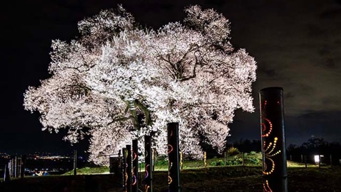 わに塚の桜ライトアップ 2