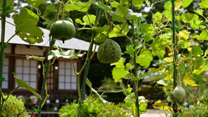 ◆瓜や瓢箪なども(くらしの植物苑/佐倉市)