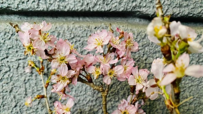 玄関の設え〜桜〜