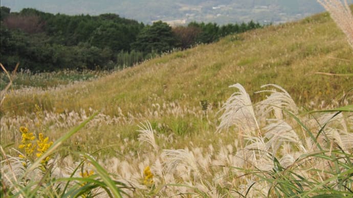 平戸島の草原