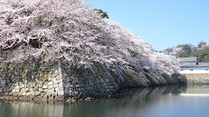 彦根城の満開の桜を一緒に楽しみませんか？