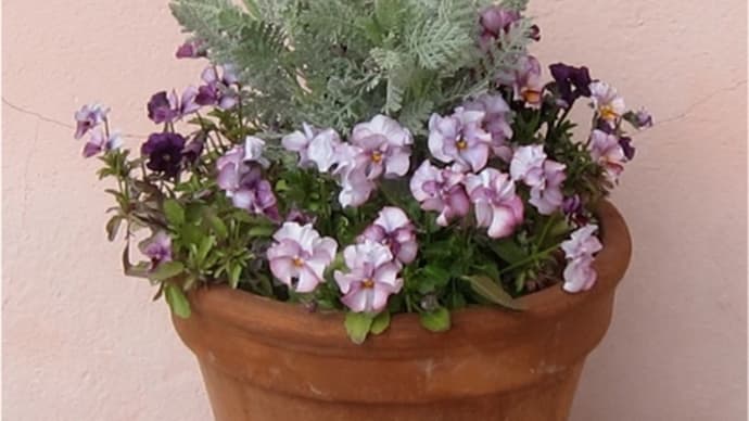 パンジーやヴィオラの寄せ植え(1)