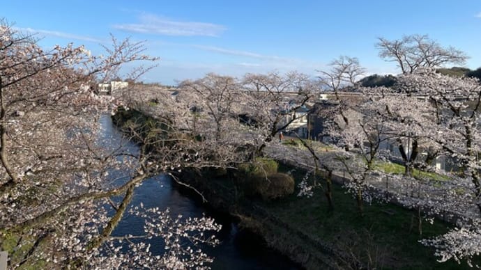 羽村の堰の桜