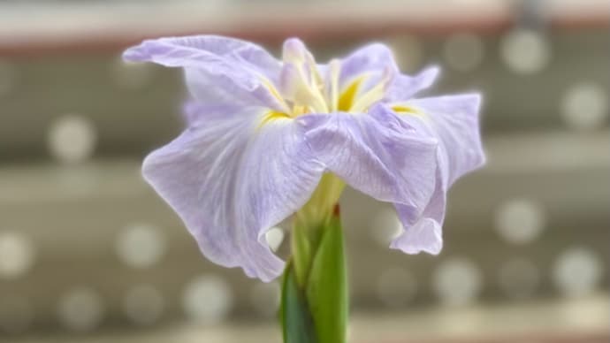 少し花菖蒲の株分け