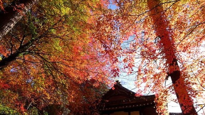 紅葉 - 秩父成田山・大淵寺