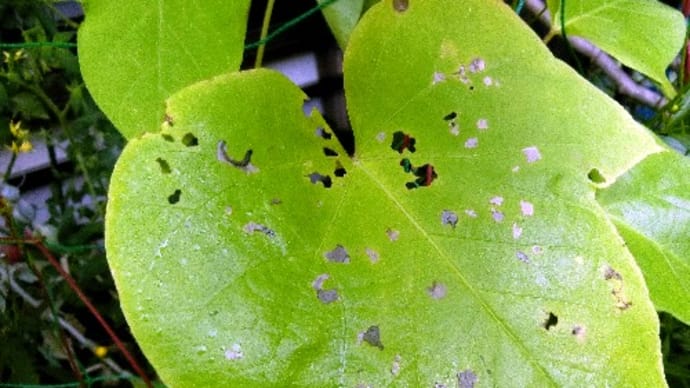 昆虫観察カメムシ目編、小さな琥珀色に輝く卵?ホオズキカメムシ、アオバハゴロモ、他
