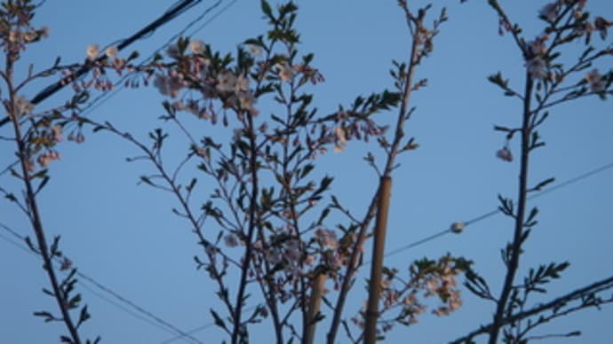 桜開花　家の八重ちゃんは　まだつぼみ