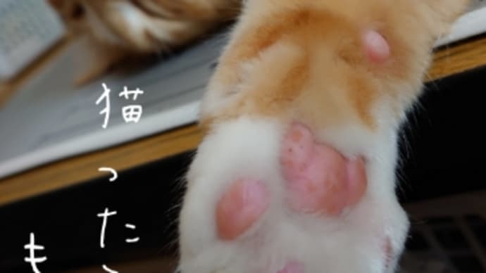 やんちゃが過ぎます!