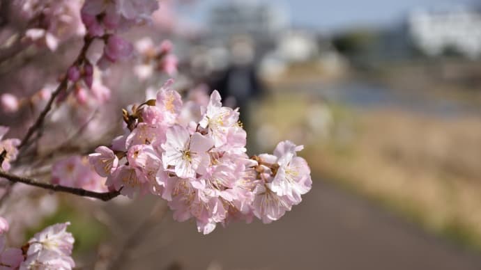 春めき桜狩り 神奈川県南足柄市狩川沿い 第21回春木径・幸せ道桜まつり(3)足柄桜