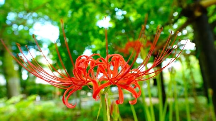 ヒガンバナとクロアゲハ(板橋区立赤塚植物園 2024.9.23撮影)