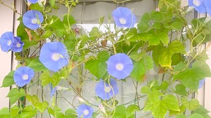 9月のあさがお。