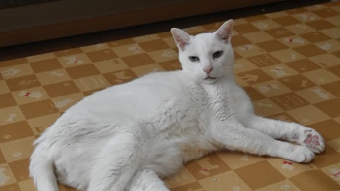 一緒に連れていってあげて♪