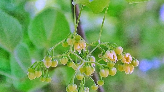 菩提樹の花・°＊