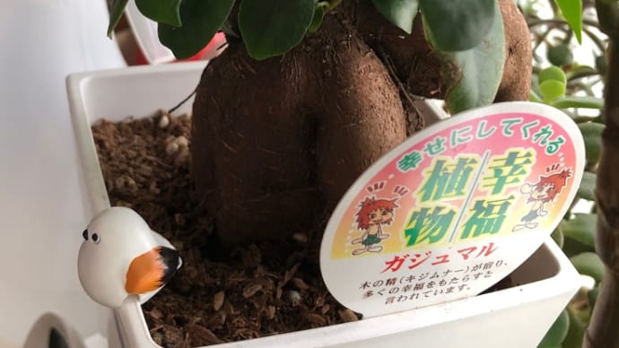 柑橘系の種子の植え替え､､､。