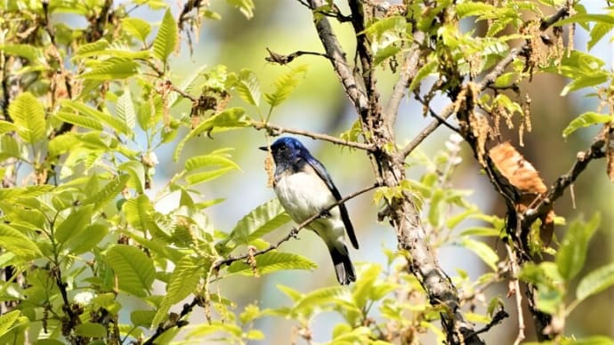 4月19日・・・・オオルリ、ウグイス、キビタキ
