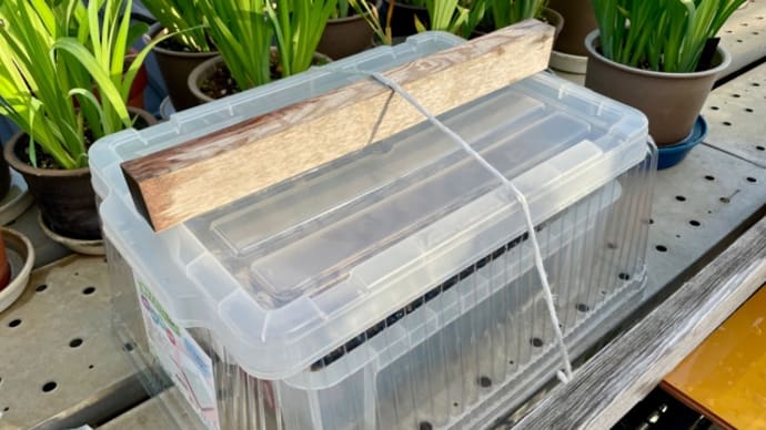 散歩をしながら花菖蒲の様子を見に行きました