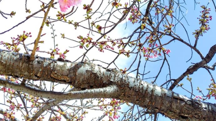 河津桜🌸そして肉じゃが