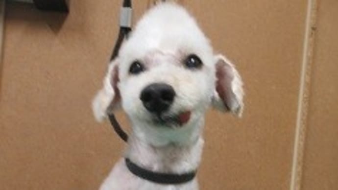 3色のプードルさんをトリミングして、、、1週間のお仕事が無事終了しました!!